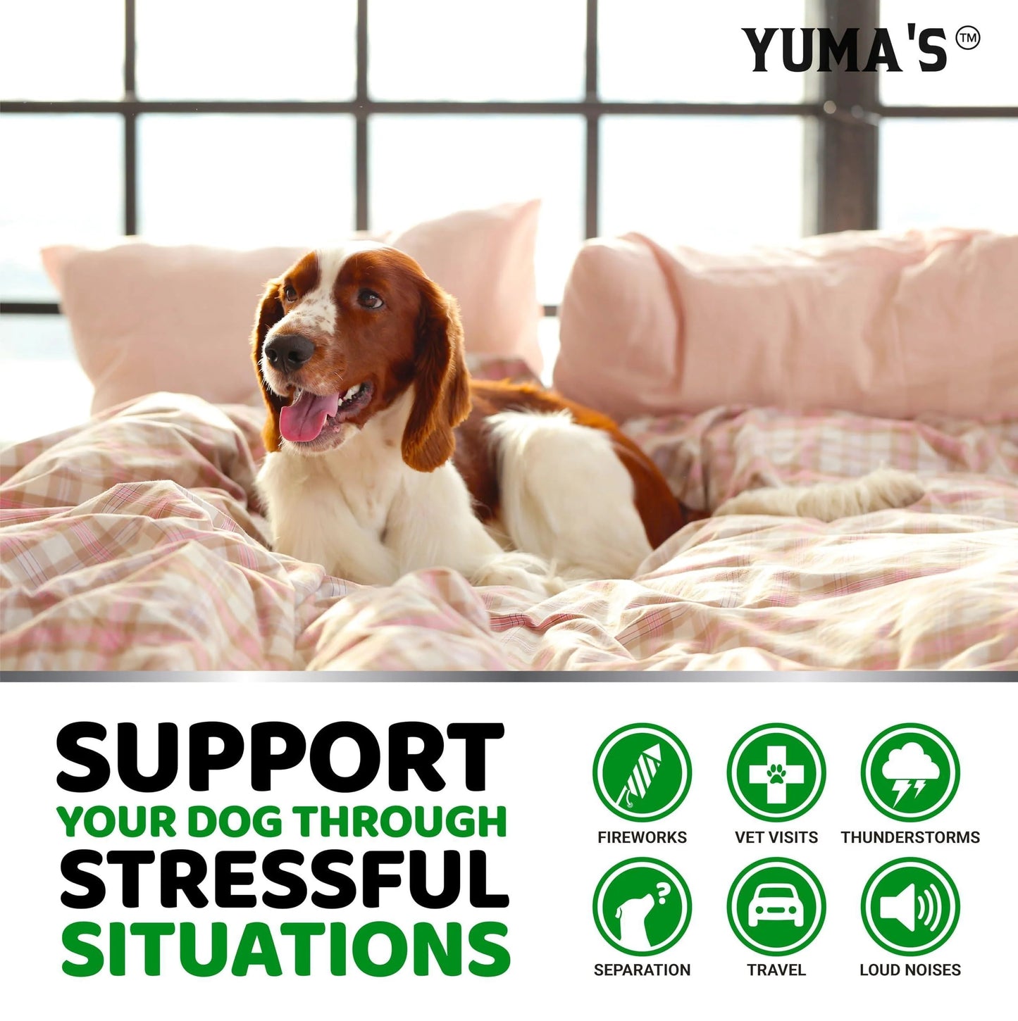 Hemp Calming Chews for Dogs